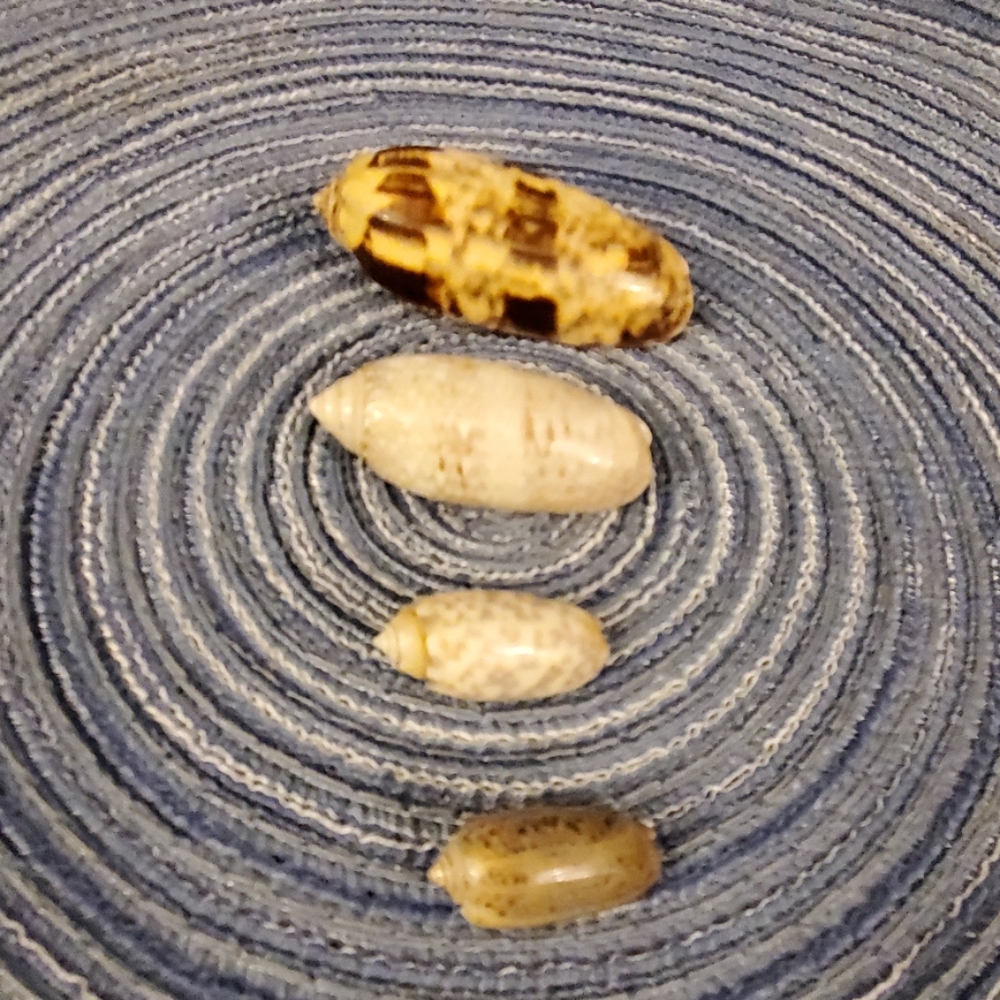 Olive shell bundle